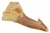 Bargain, Fossil Sawfish (Onchopristis) Rostral Barb - Morocco #356403-1